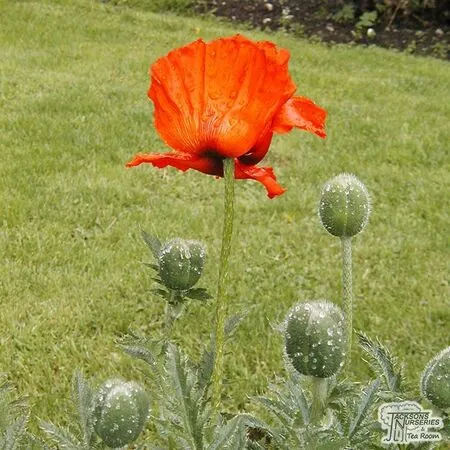 Buy Papaver orientale (Oriental Poppy) online from Jacksons Nurseries