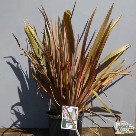 Buy Phormium Sundowner (New Zealand Flax) online from Jacksons Nurseries