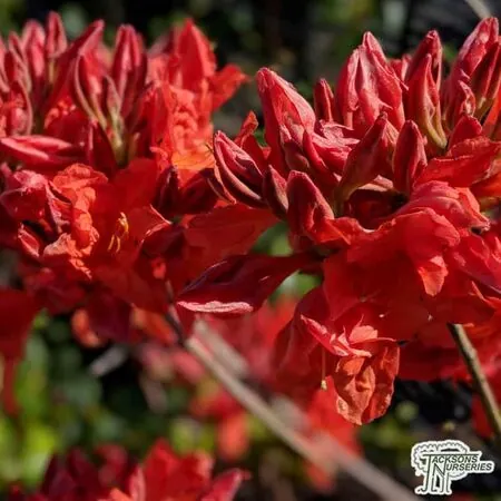 Buy Azalea ex/knap Fireball (Deciduous Hybrid Azalea) online from Jacksons Nurseries.