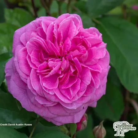 Buy Rosa Gertrude Jekyll (English Shrub Rose) online from Jacksons Nurseries.